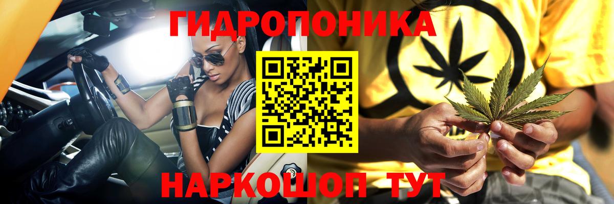 Каннабис сатива Гудермес
